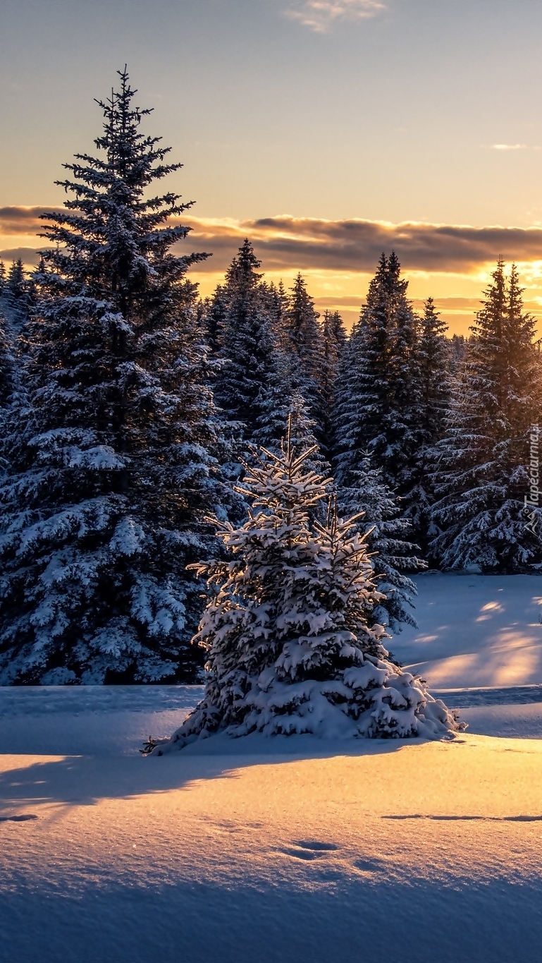 Ścieżka w śniegu pomiędzy drzewami