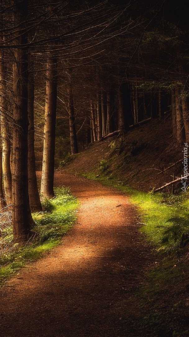 Ścieżka w szkockim lesie