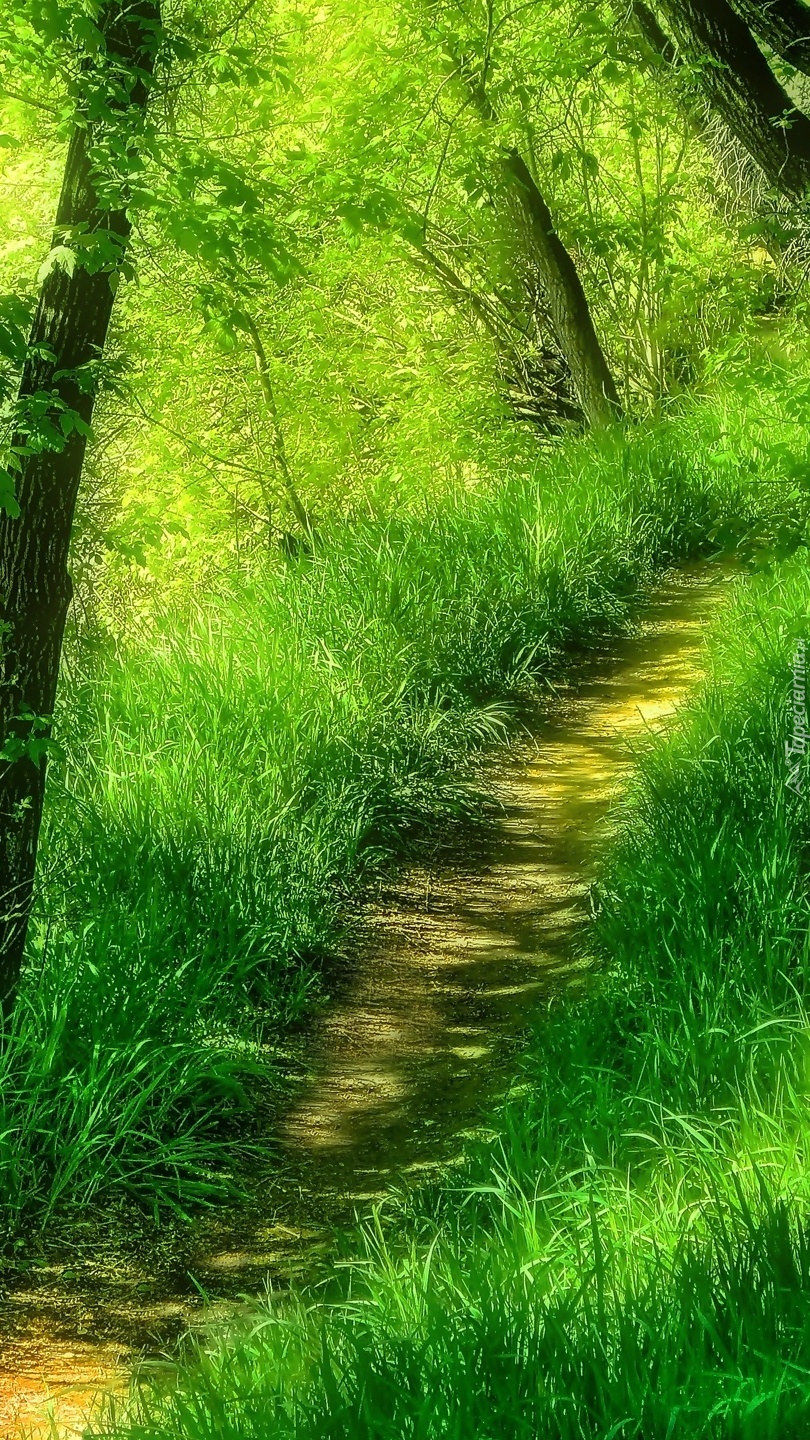 Ścieżka w trawie