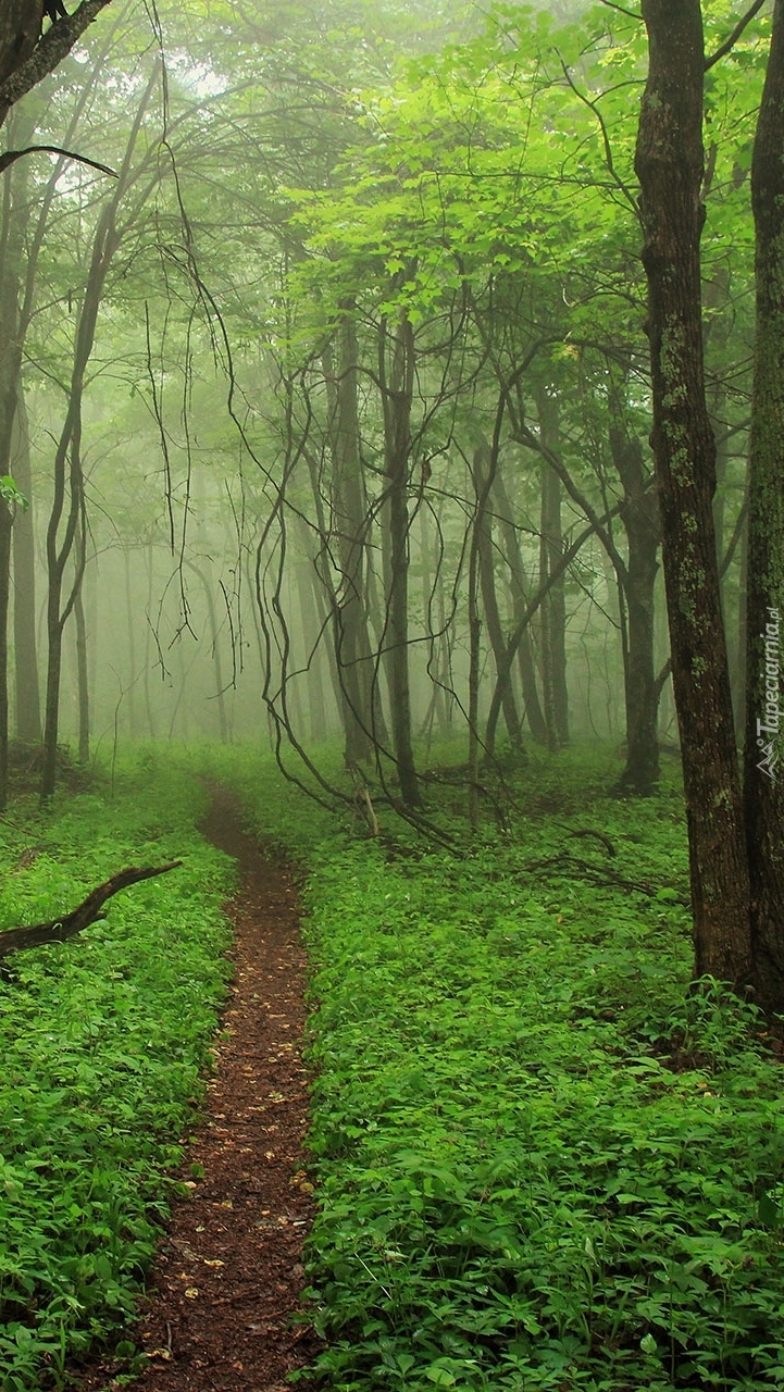 Ścieżka w zielonym lesie