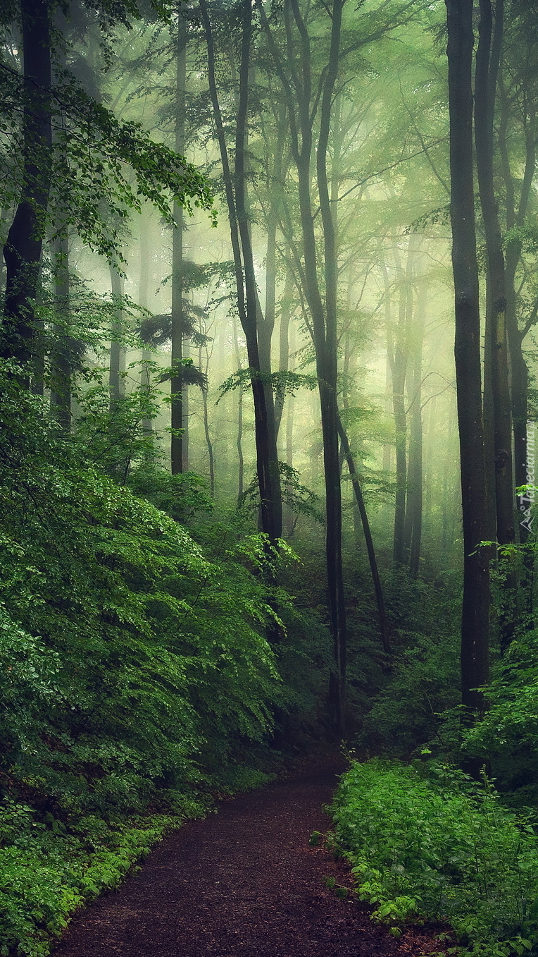 Ścieżka w zielonym lesie