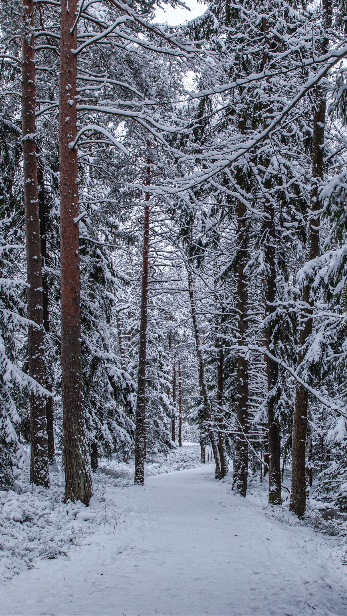 Ścieżka w zimowym lesie