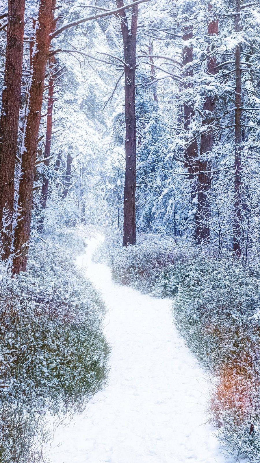 Ścieżka w zimowym lesie