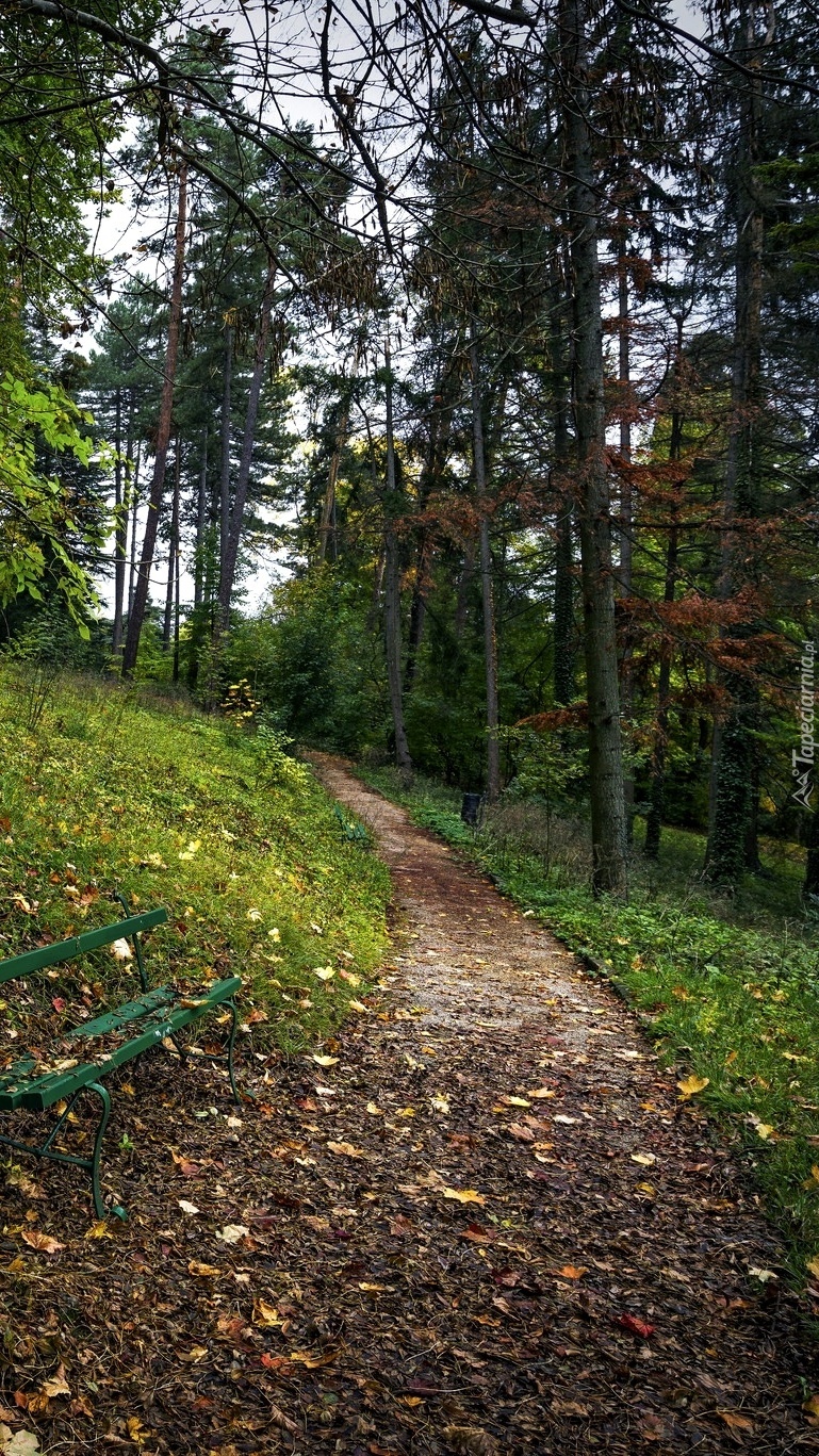 Ścieżka wiodąca do lasu