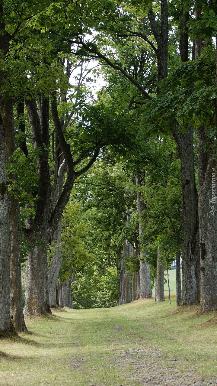 Ścieżka wzdłuż zielonych drzew