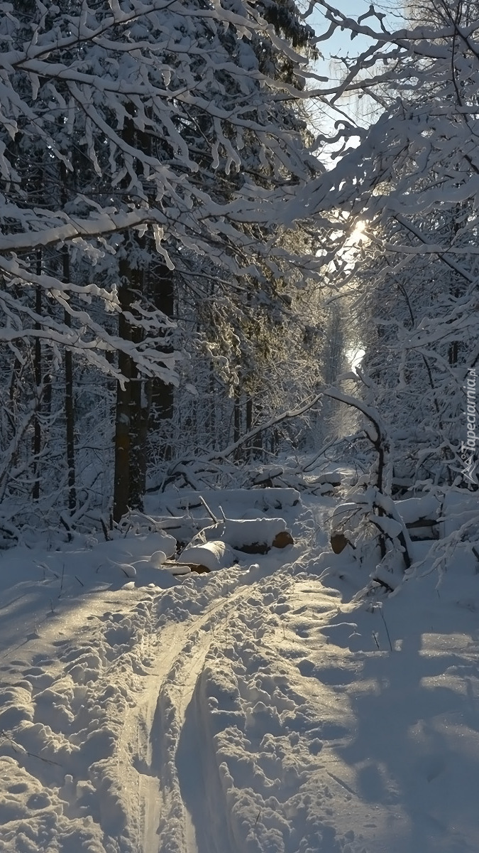Ścieżka zasypana śniegiem w lesie