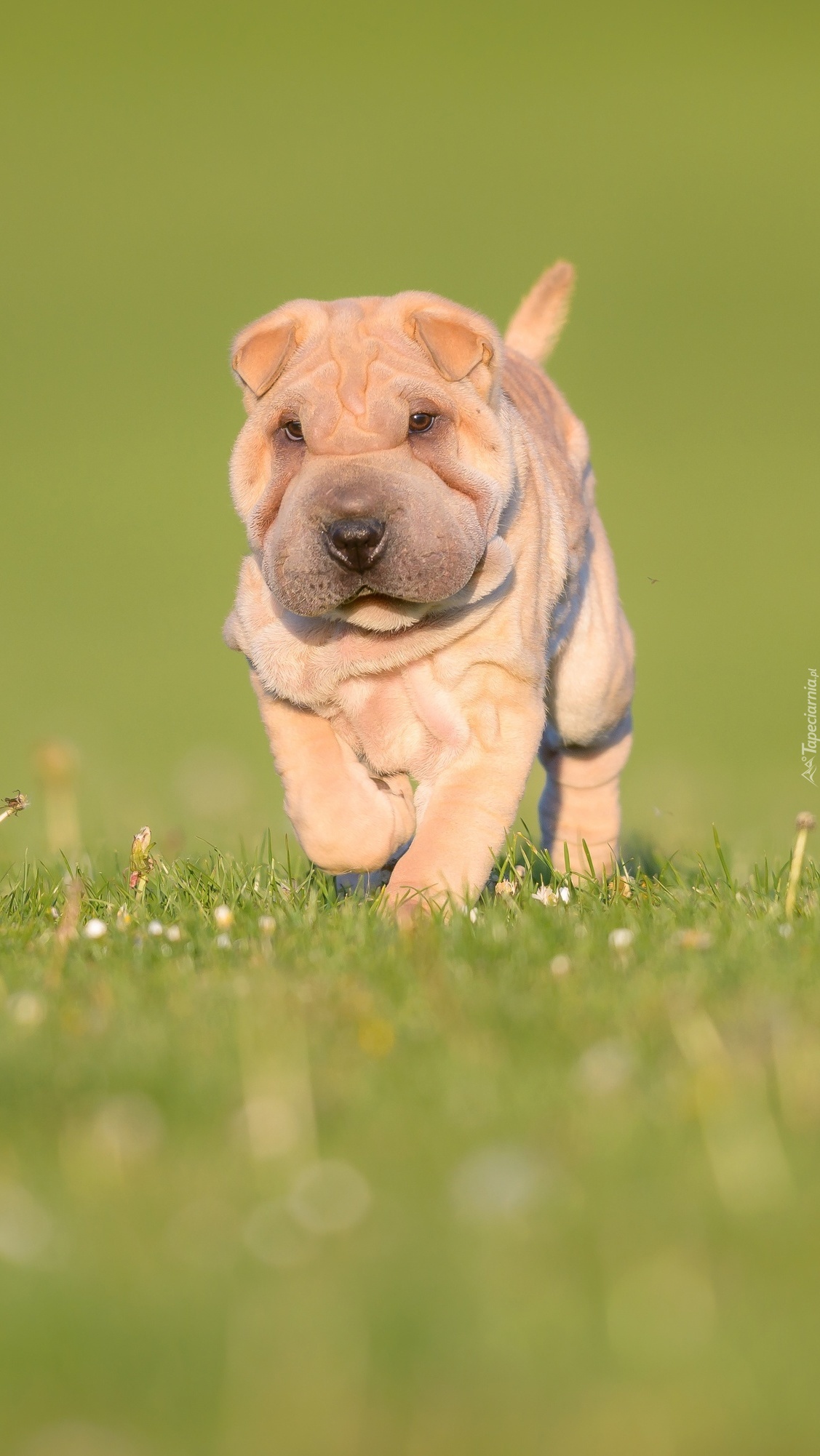 Shar pei na łące