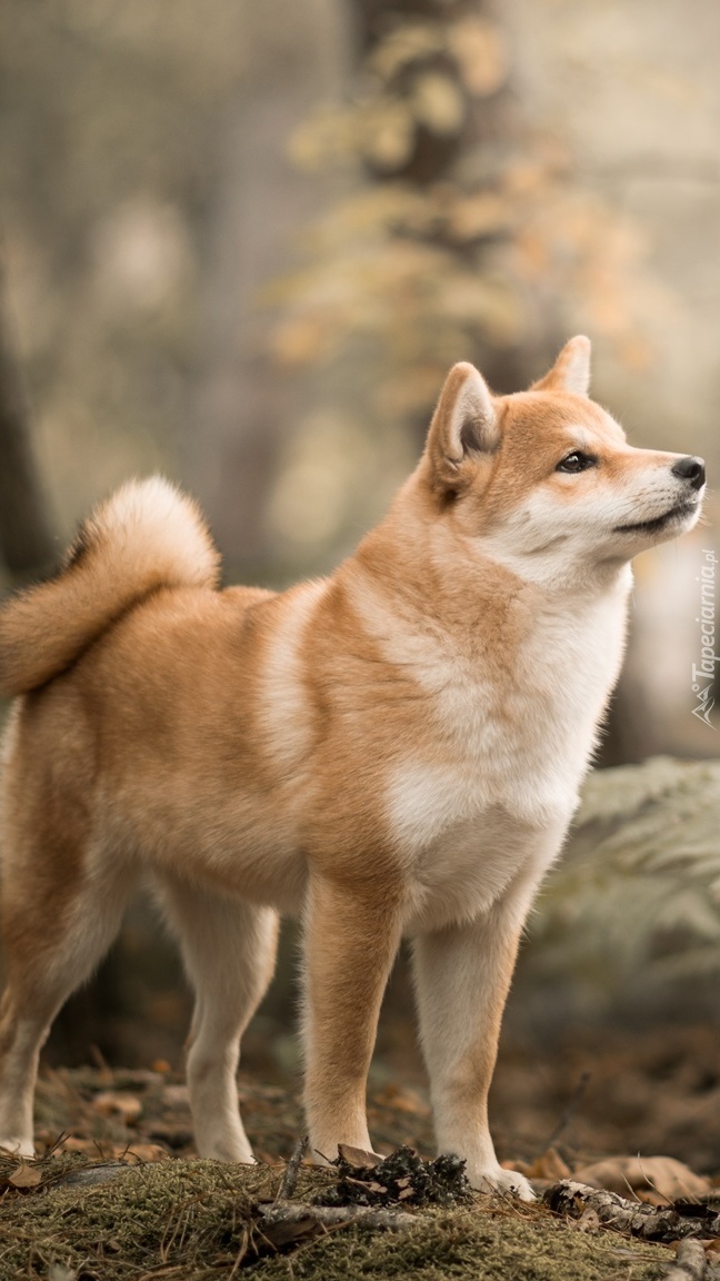 Shiba inu