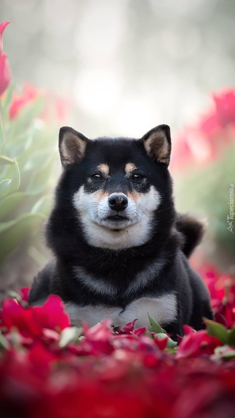 Shiba inu