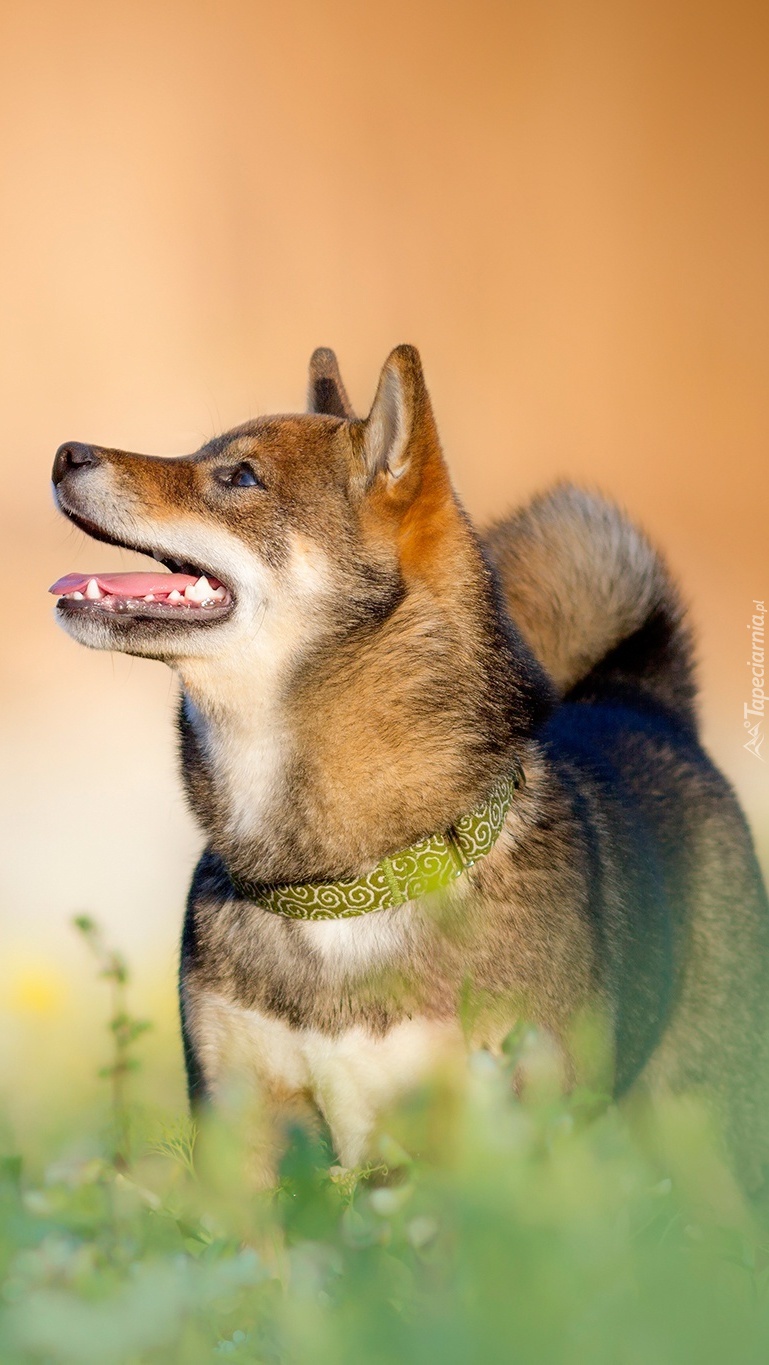 Shiba inu