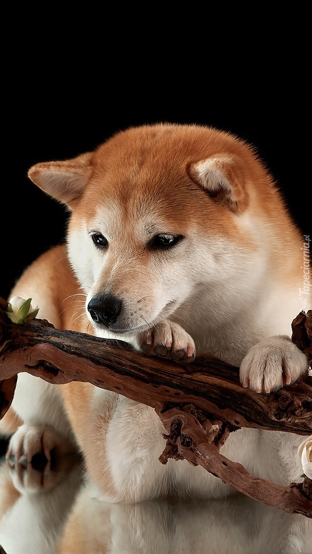 Shiba inu