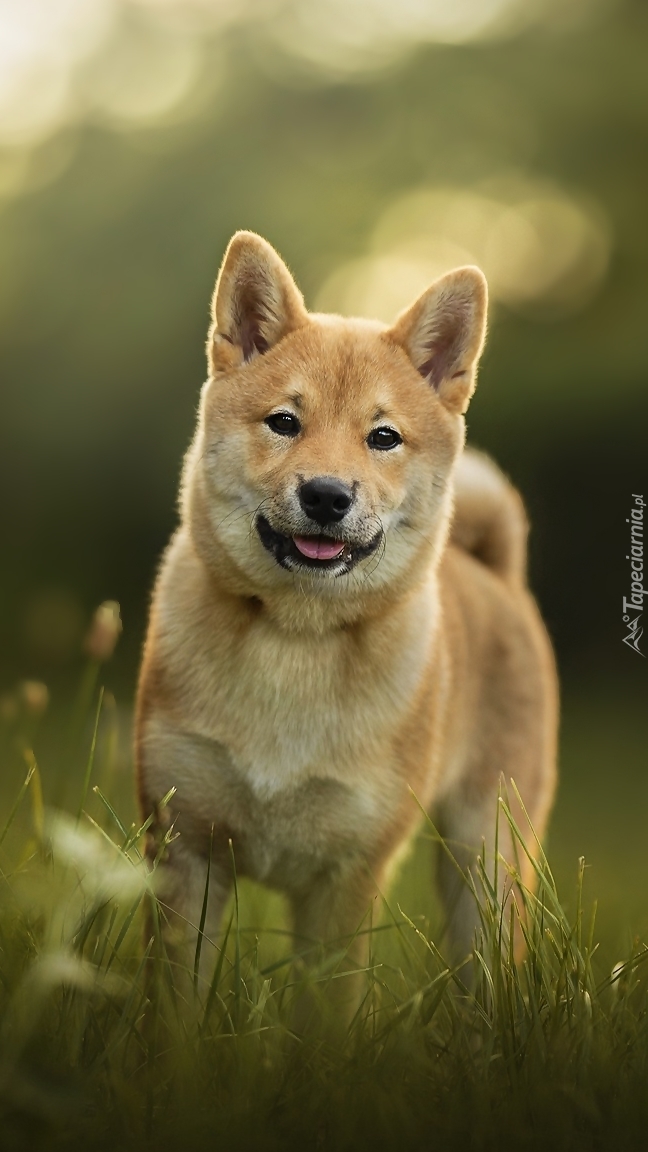 Shiba inu na łące