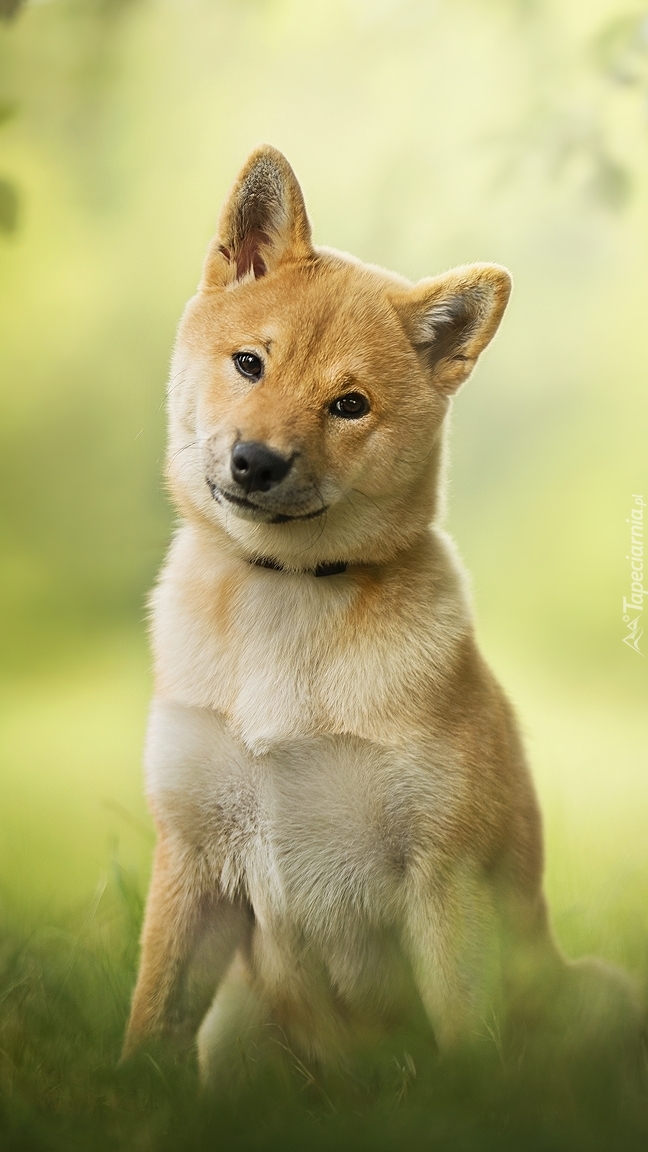 Shiba inu na łące