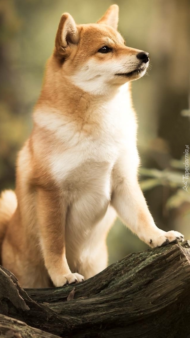 Shiba inu na pniu drzewa