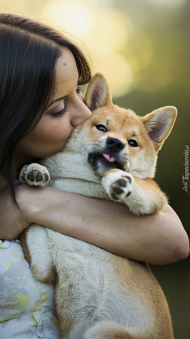 Shiba inu w objęciach kobiety