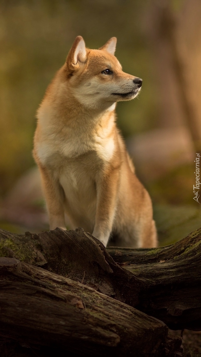 Shiba inu