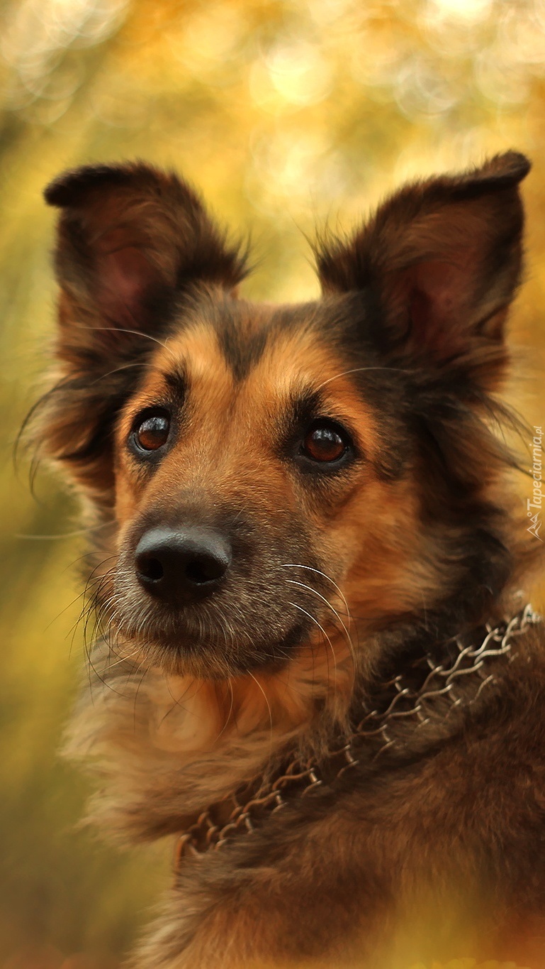 Shila najpiękniejszy pies Tapeciarni.