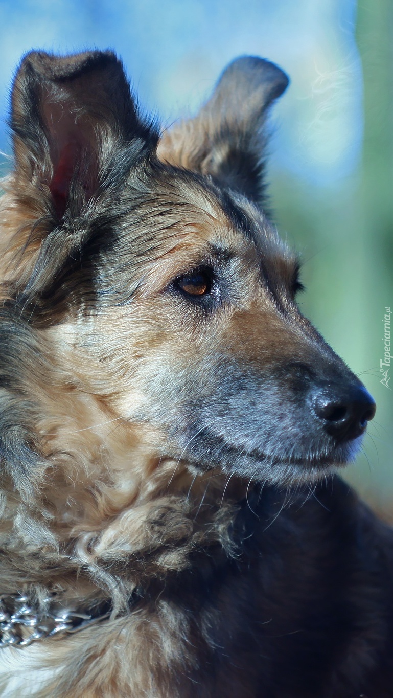 Shila wspaniały pies Tapeciarni