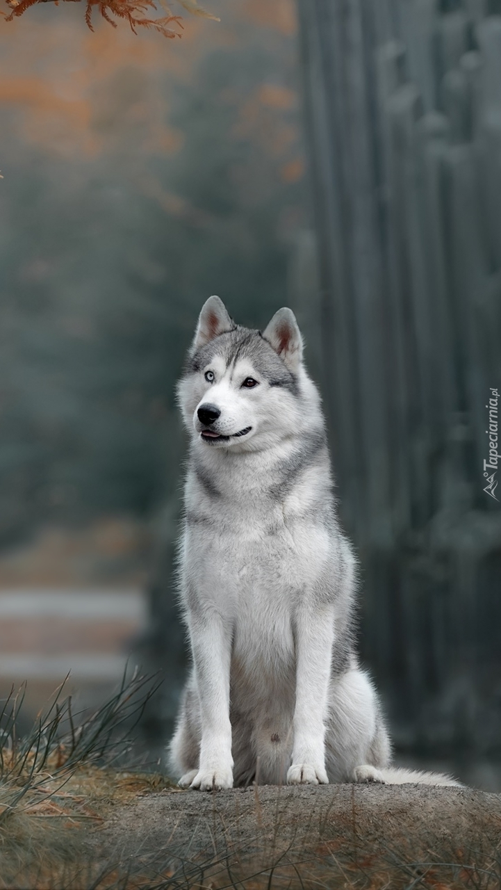 Siberian husky