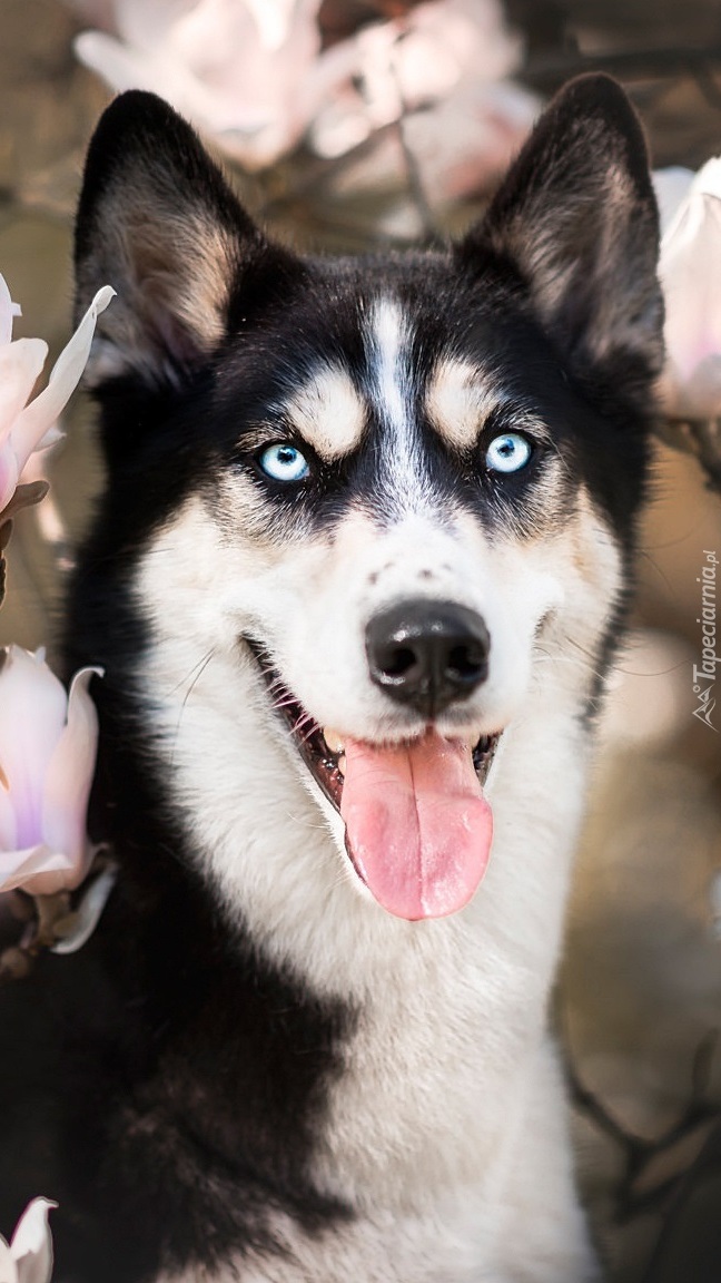 Siberian husky