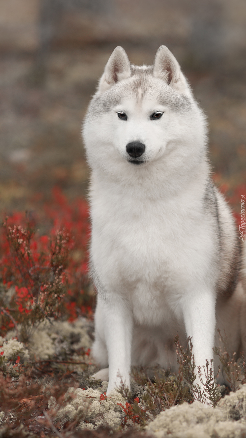 Siberian husky