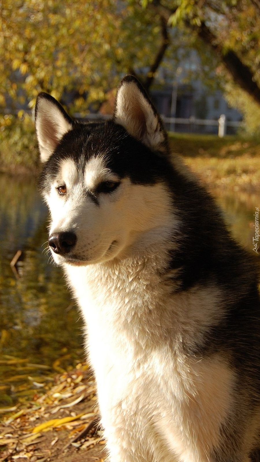 Siberian husky jesienią