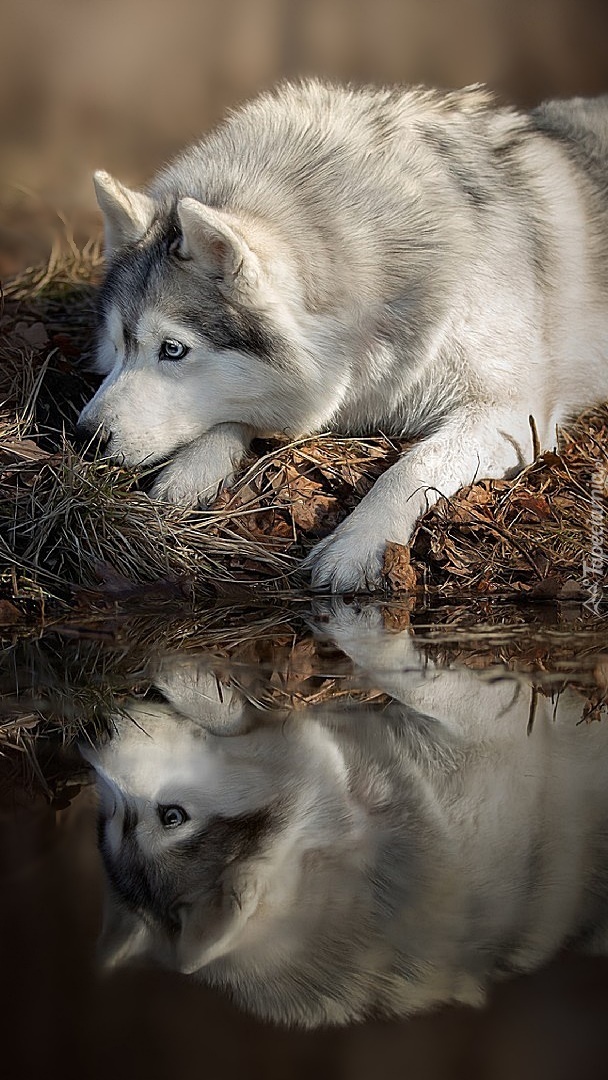 Siberian husky leżący nad wodą