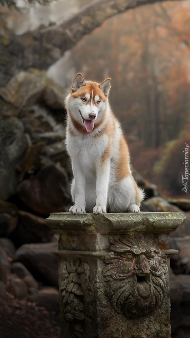 Siberian husky na postumencie