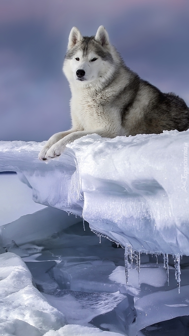 Siberian husky na śniegu