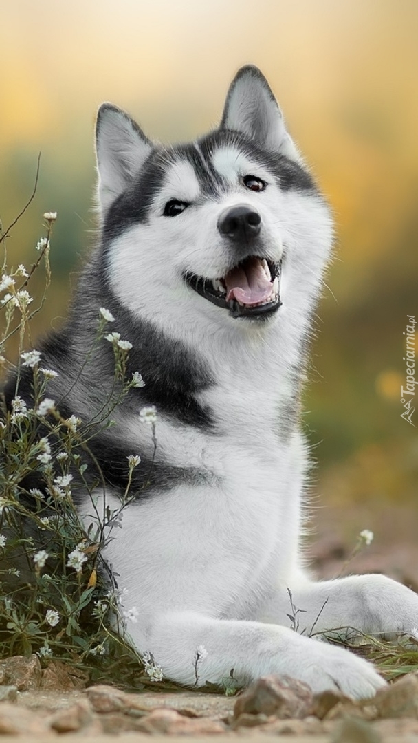 Siberian husky obok białych kwiatków