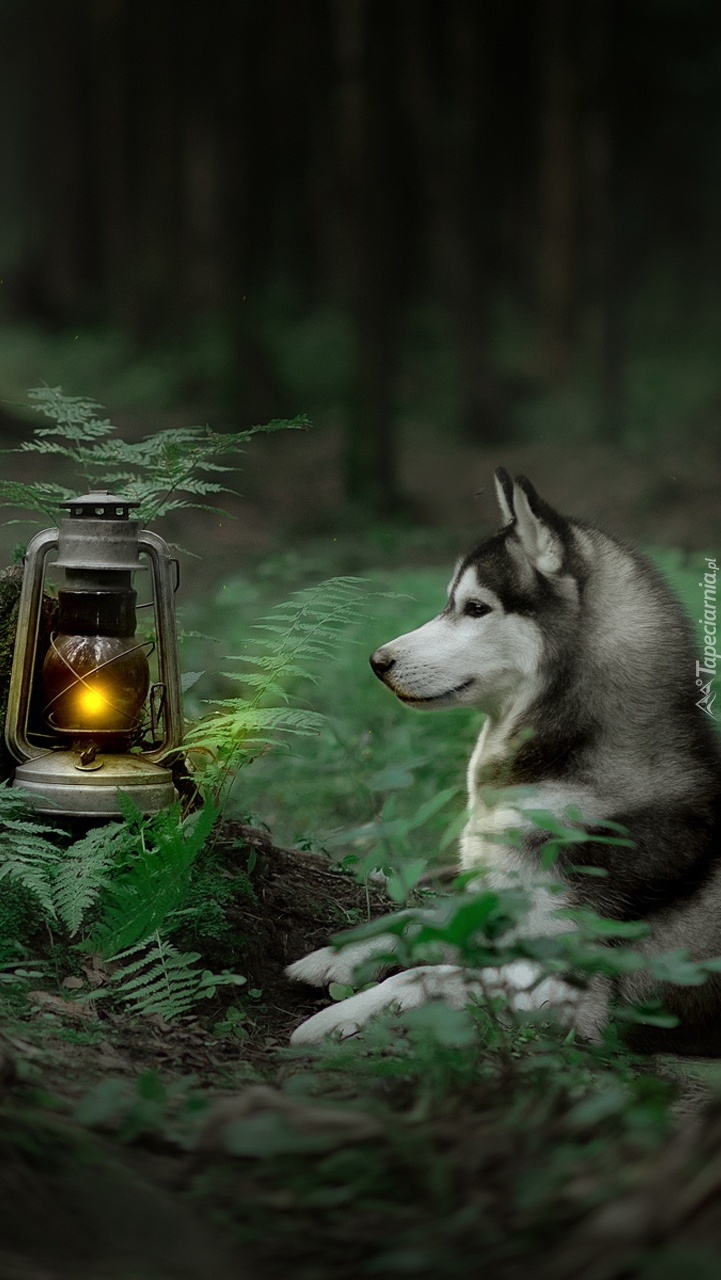 Siberian husky obok lampy naftowej