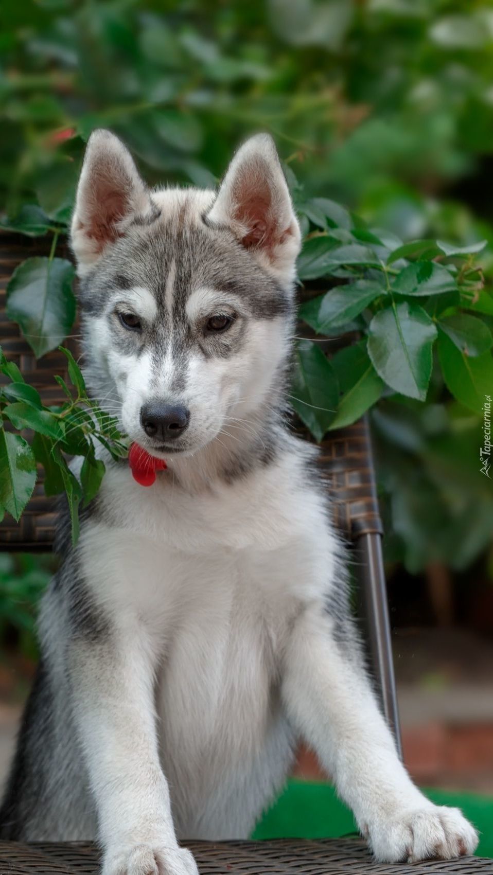 Siberian husky oparty łapami o krzesło