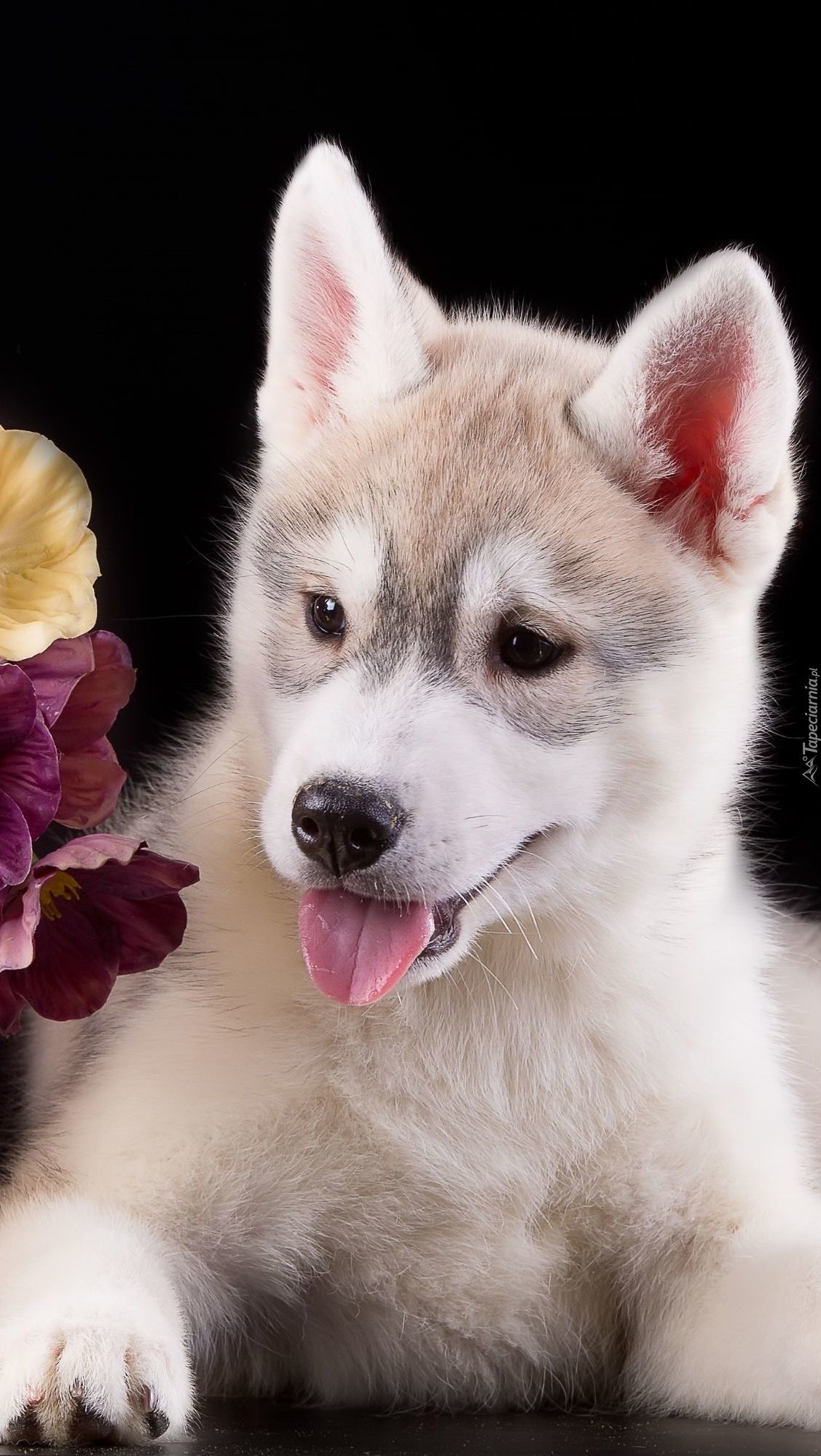 Siberian husky, szczeniak z pieknym makijażem.