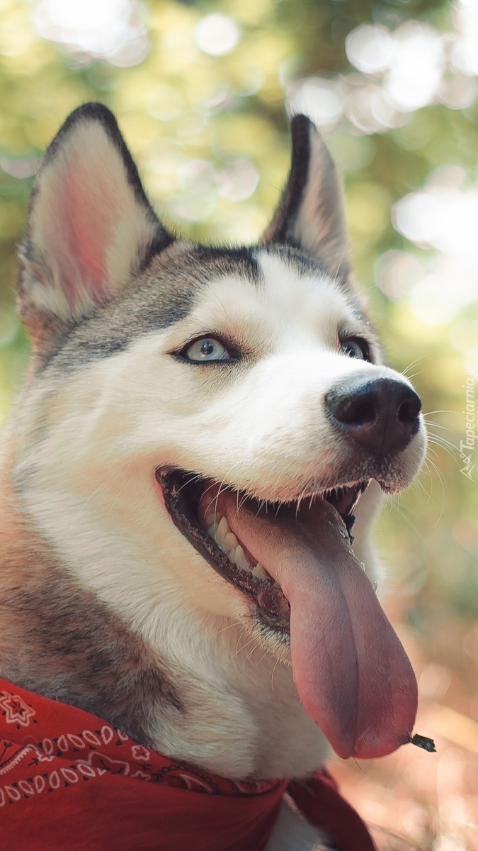 Siberian husky w apaszce