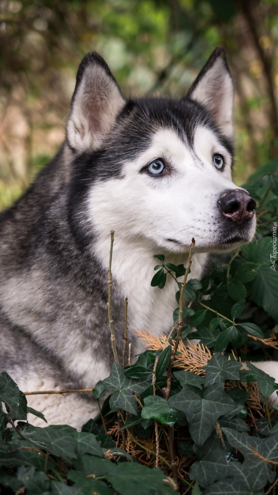 Siberian husky w gałązkach bluszczu