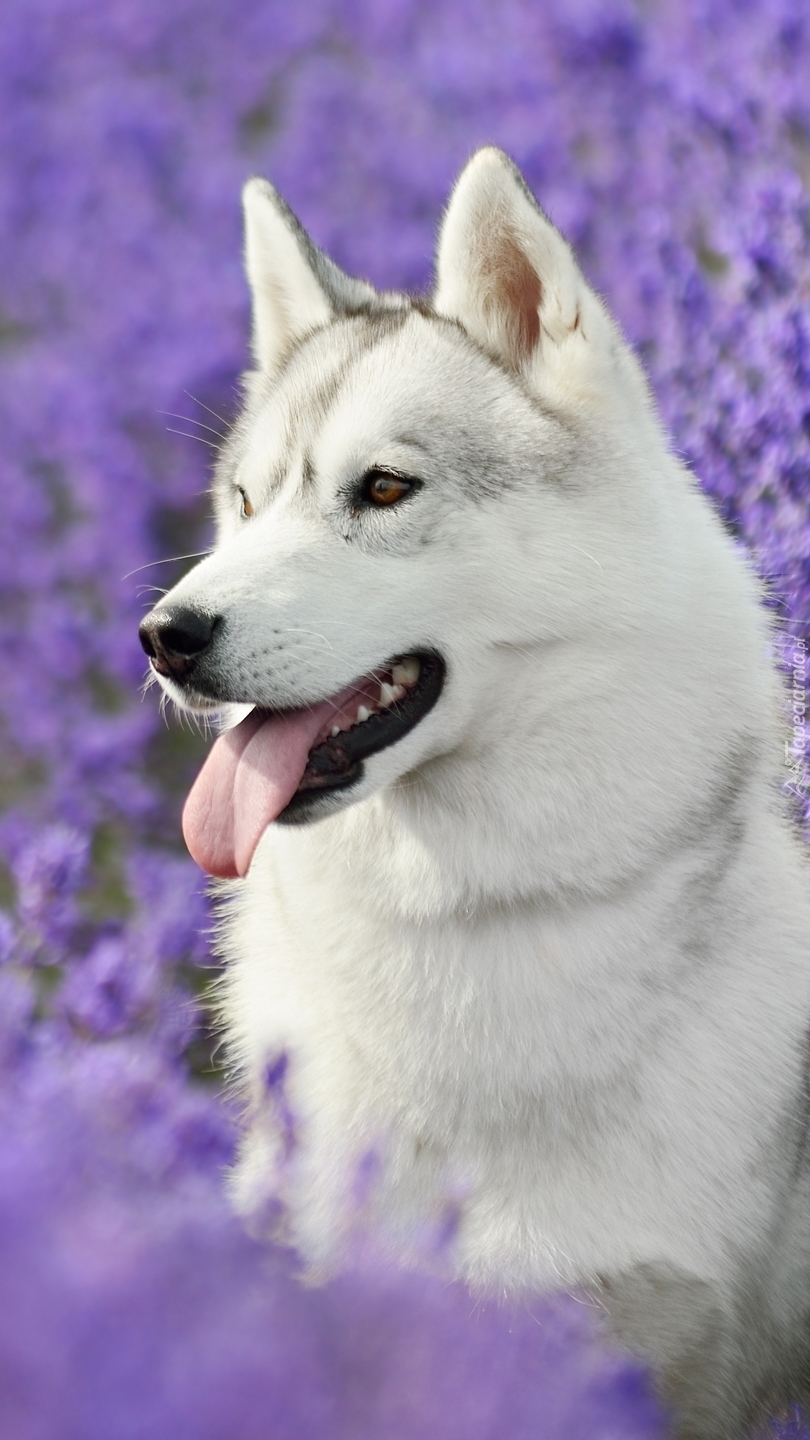 Siberian husky w lawendzie