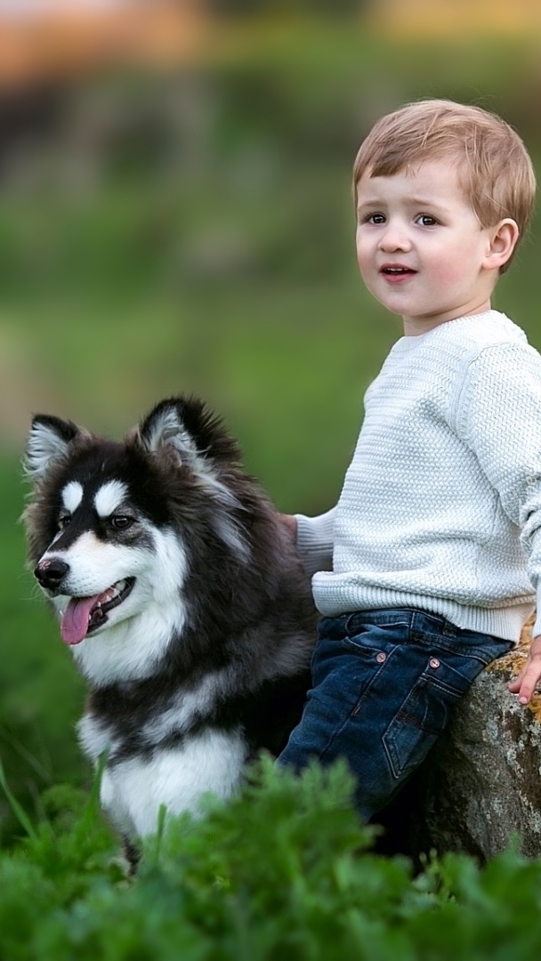 Siberian husky w roli przyjaciela