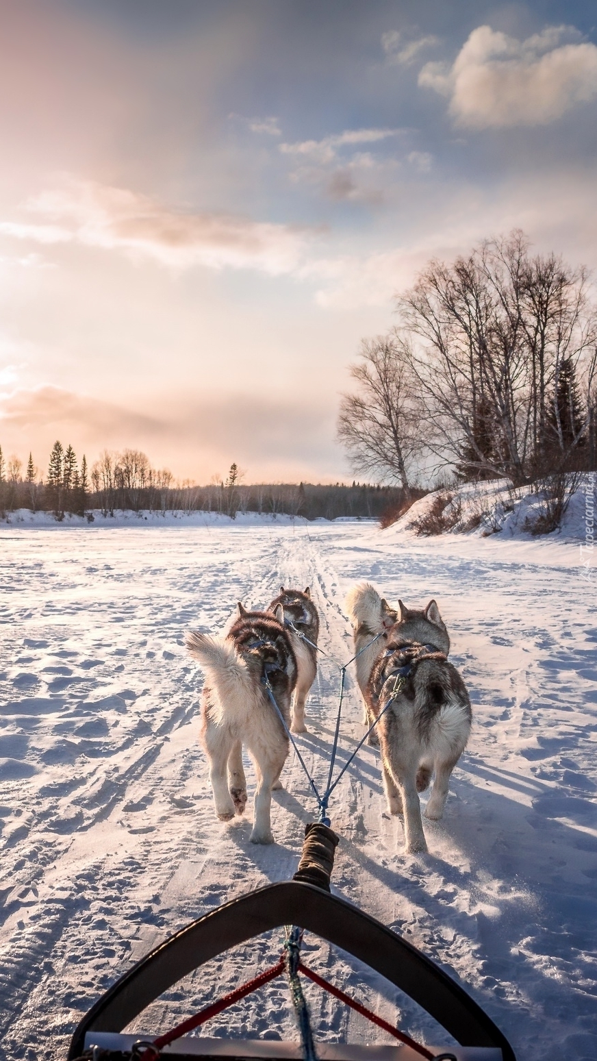 Siberian husky w zaprzęgu