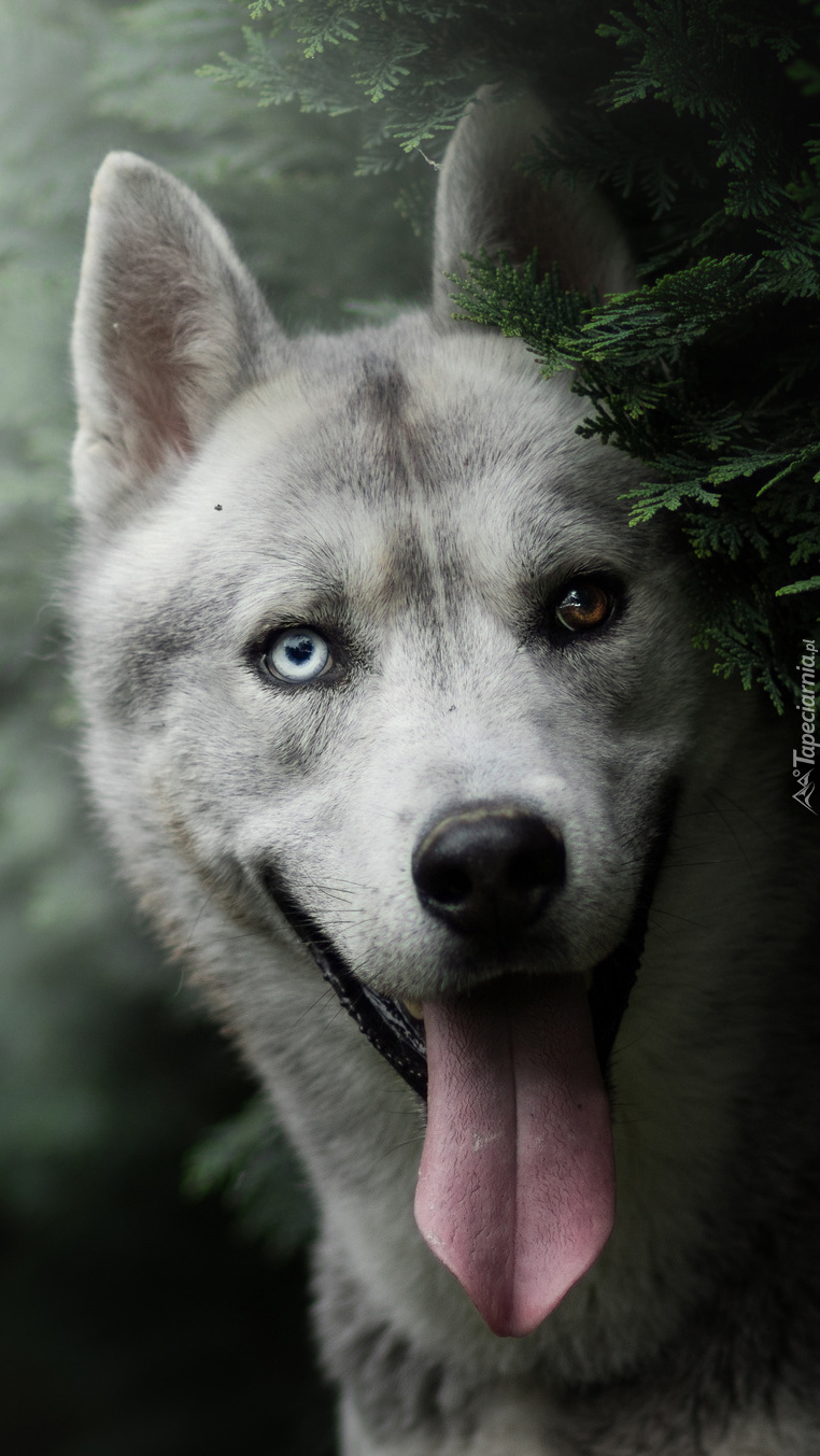 Siberian husky w zaroślach