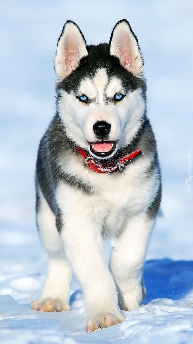 Siberian husky wędrujący po śniegu