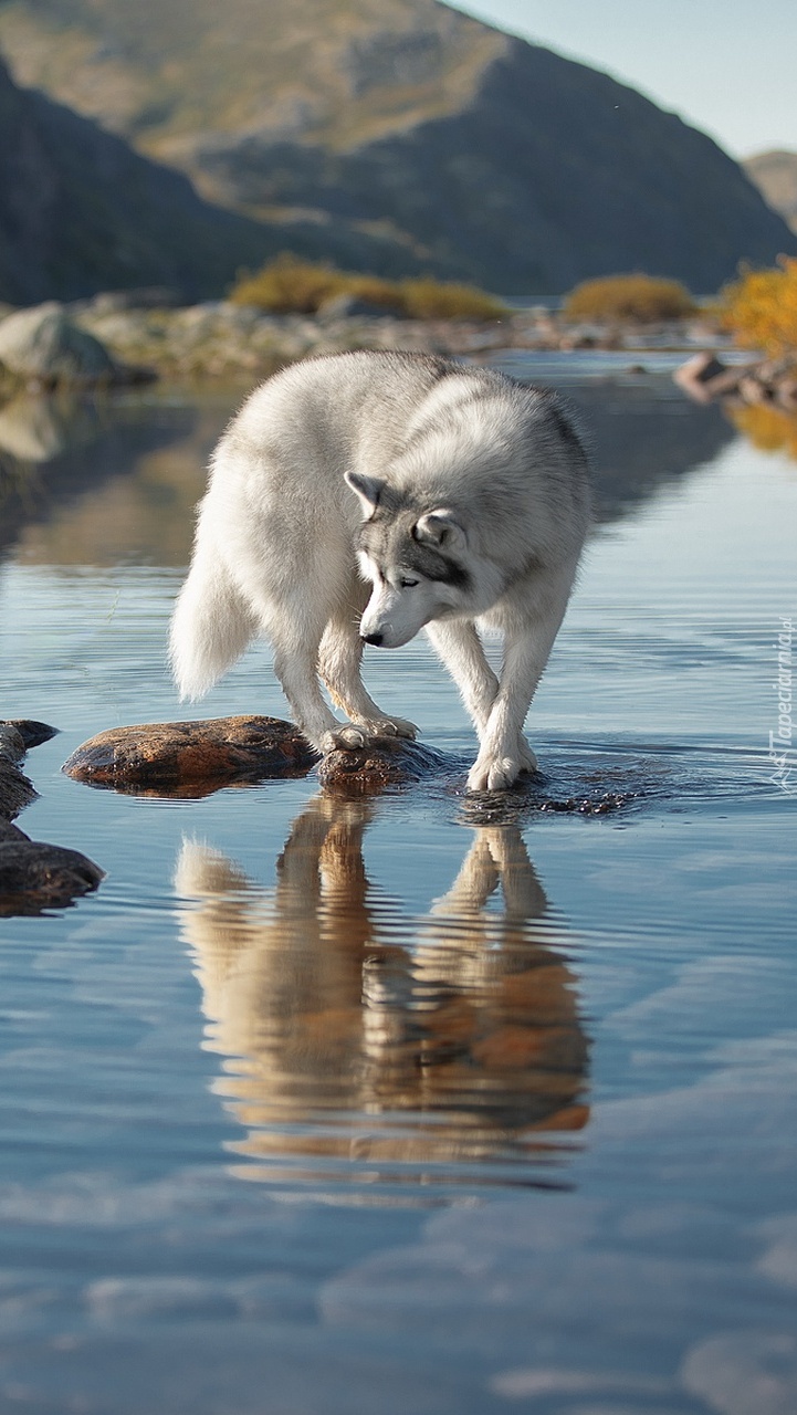 Sieberian husky na kamieniach w rzece