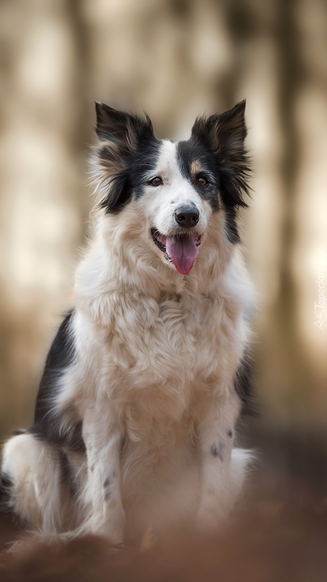 Siedzący border collie