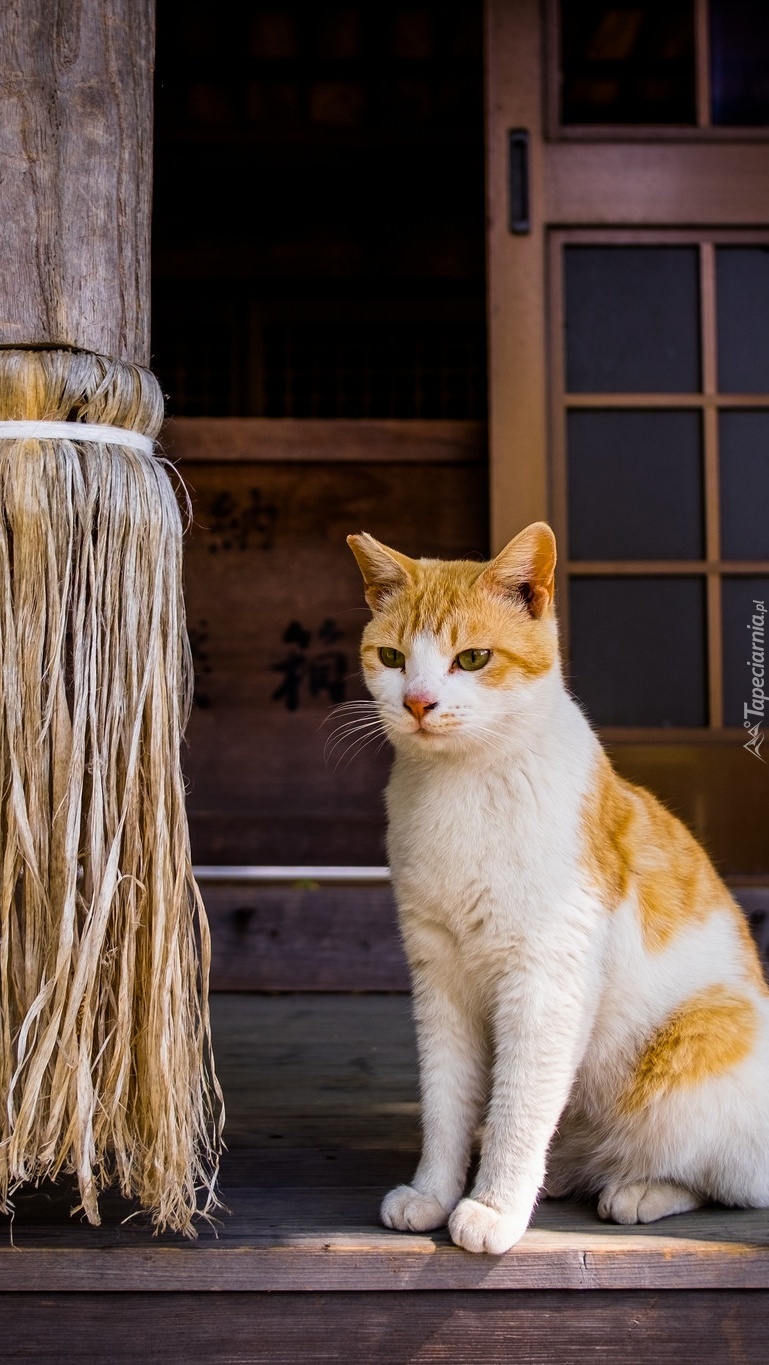 Siedzący kot przed domem