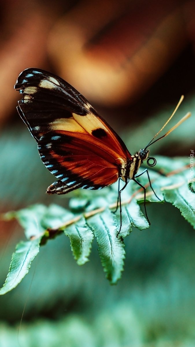 Siedzący motyl na paproci