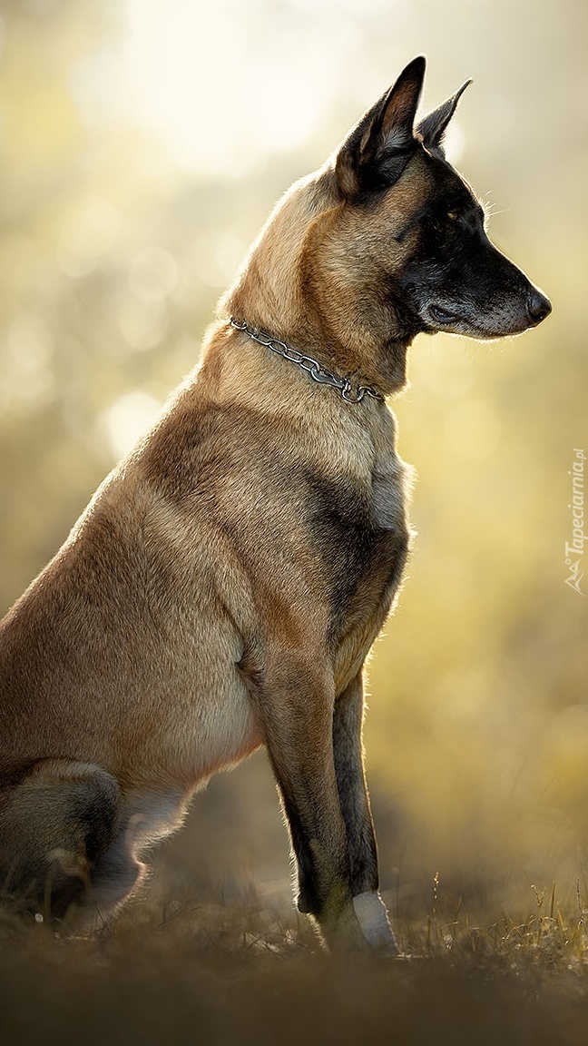 Siedzący owczarek belgijski Malinois