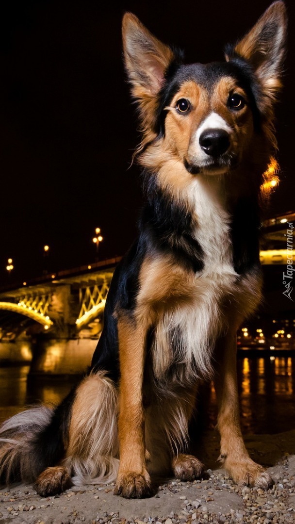 Siedzący przy oświetlonym moście pies