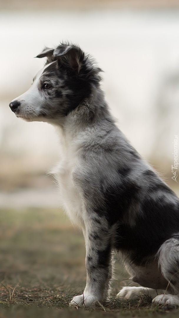 Siedzący szczeniak border collie