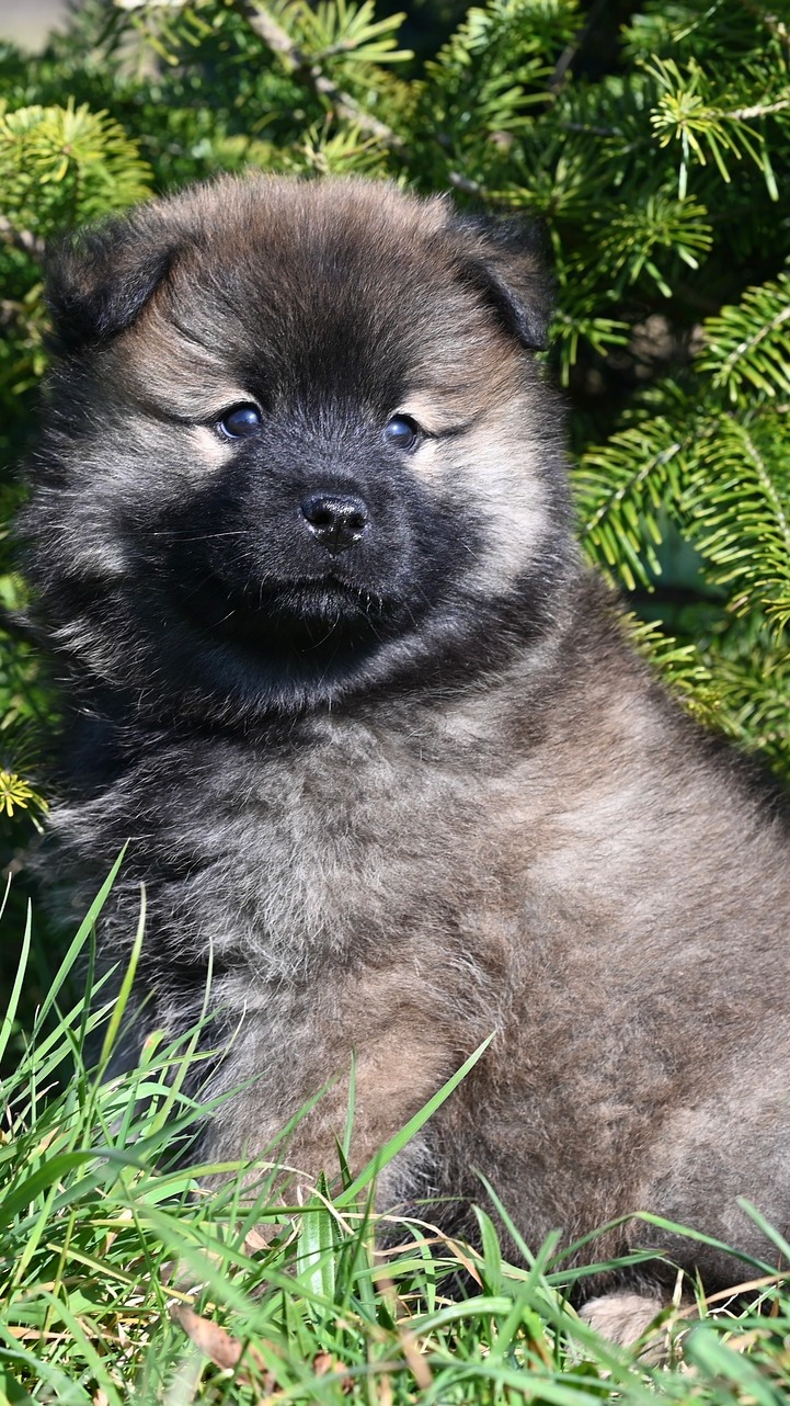 Siedzący szpic eurasier obok iglastych gałązek
