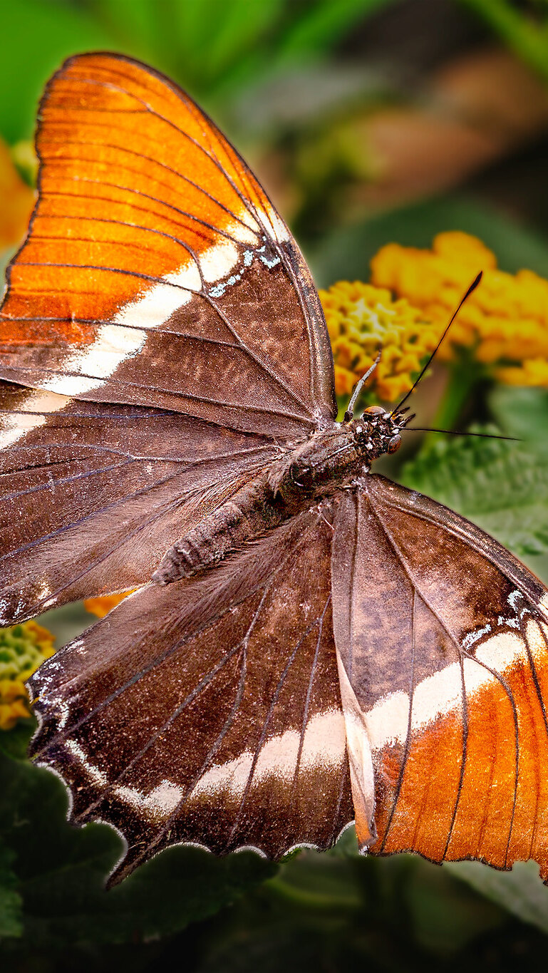 Siproeta epaphus