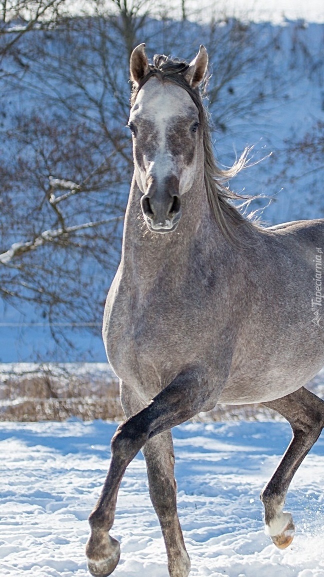 Siwy koń na wybiegu zimą